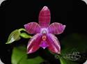 Phal. Sulabell
